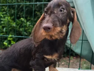 Bassotto cani Bassotti a pelo duro - Annuncio 4