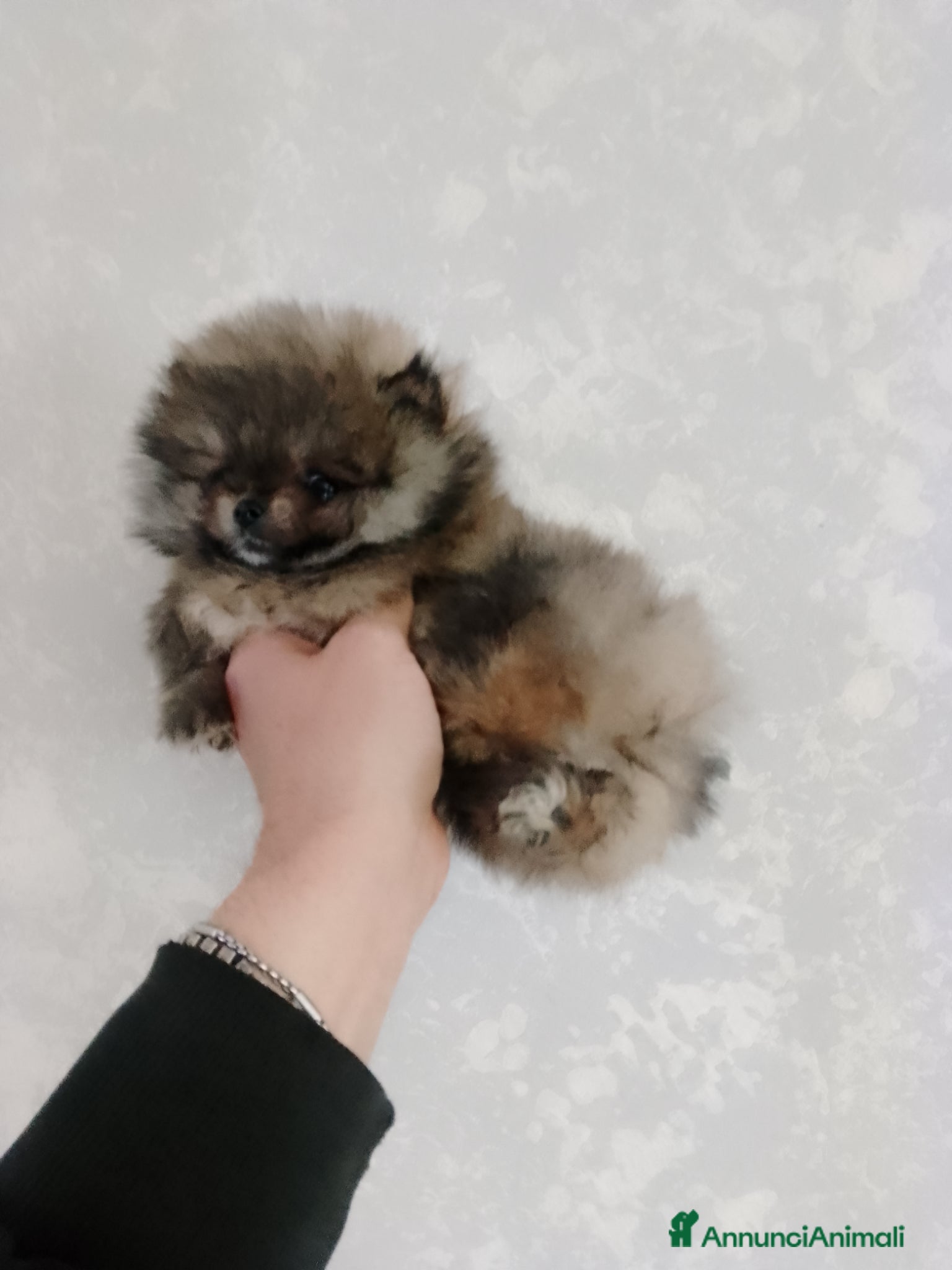 Volpino Pomerania cani Volpino Pomerania  - Annuncio 4