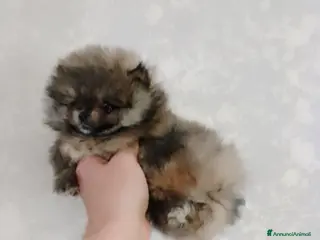 Volpino Pomerania cani Volpino Pomerania - Annuncio 4