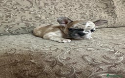 Bulldog Francese cani in vendita: Cuccioli bouldogue francesi esotici  a Città metropolitana di Roma Capitale - Immagine 5
