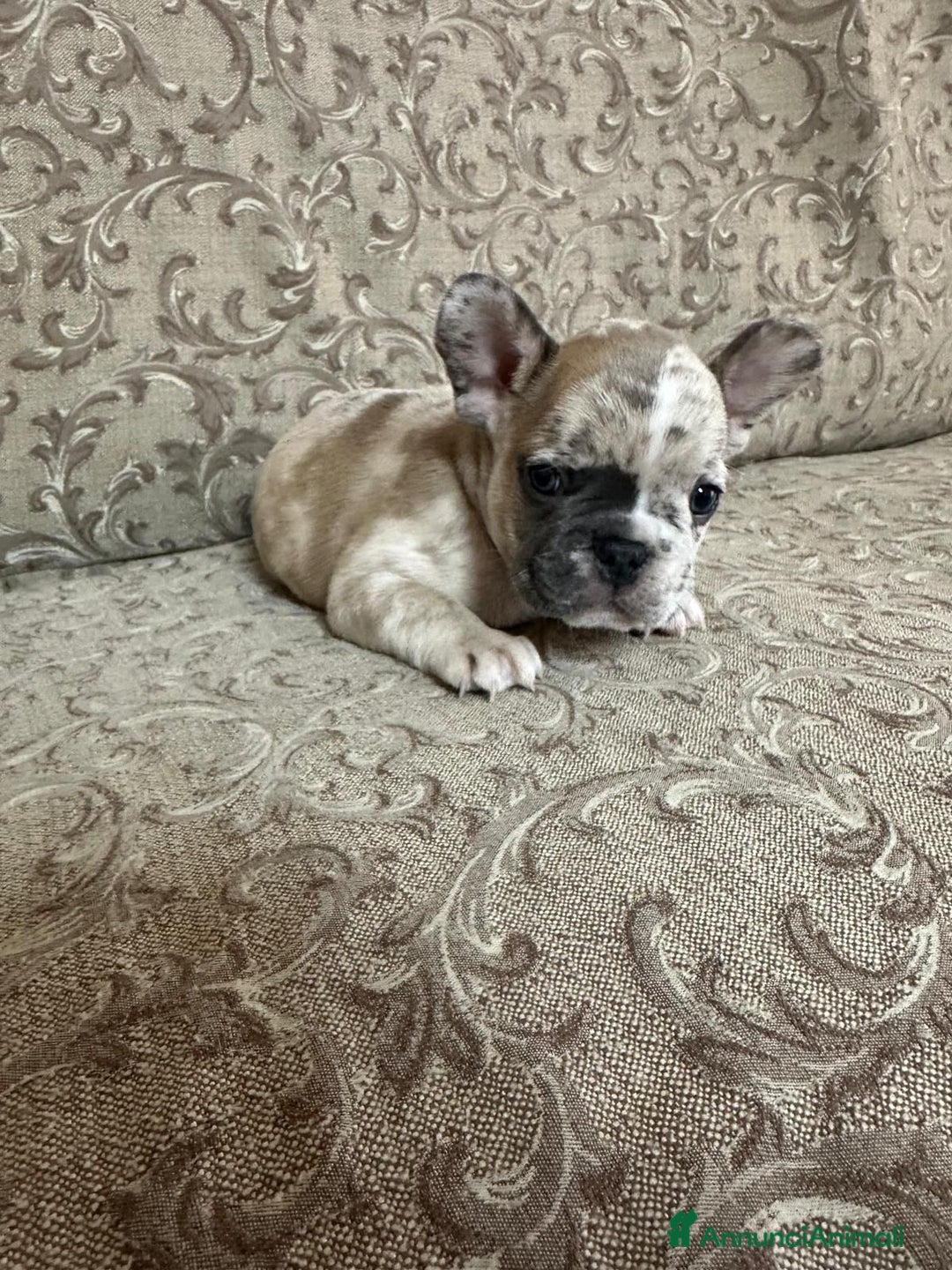 Bulldog Francese cani in vendita: Cuccioli bouldogue francesi esotici  a Città metropolitana di Roma Capitale - Immagine 5