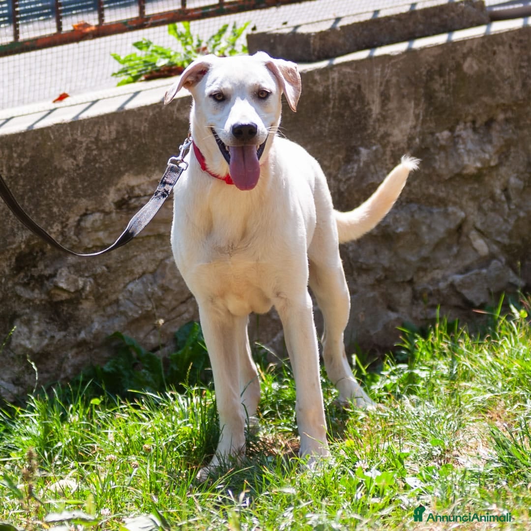 Altre razze cani in regalo: Whisky a Provincia di Bergamo - Immagine 10