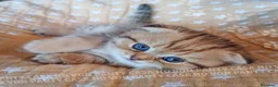 Scottish gatti in vendita: Cuccioli Scottish Fold con Pedigree - Annuncio 6