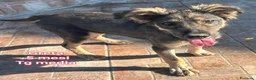 Meticcio cani in regalo: CUCCIOLI ABBANDONATI: EMERGENZA  a Città metropolitana di Milano - Annuncio 3