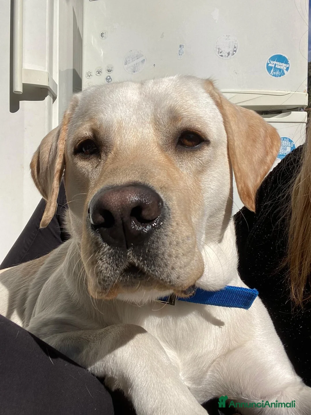 Labrador cani per accoppiamento: Labrador  - Annuncio 8