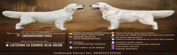 Golden Retriever cani in vendita: Cuccioli di Golden retriever disponibili  - Annuncio 7
