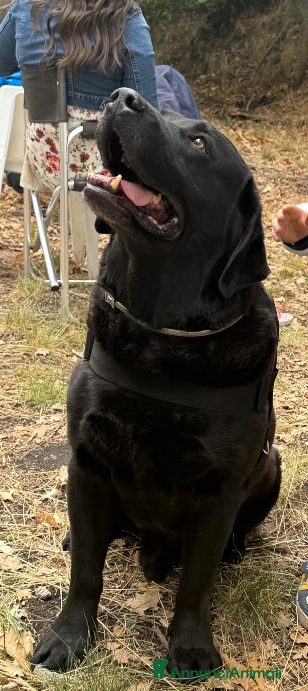 Labrador cani per accoppiamento: blu cerca fidanzata (non vogliamo soldi) - Annuncio 5