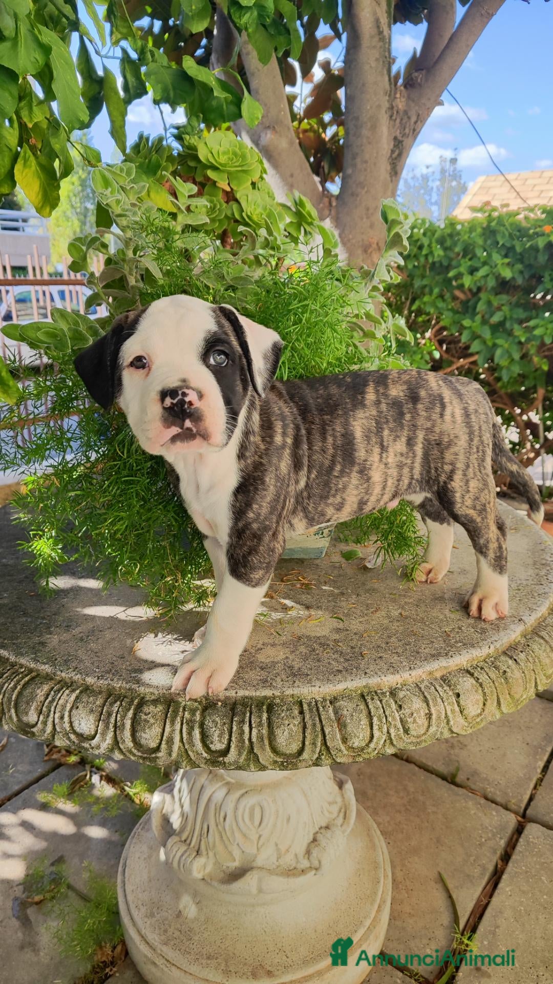 Bulldog cani American Bulldog - Annuncio 1