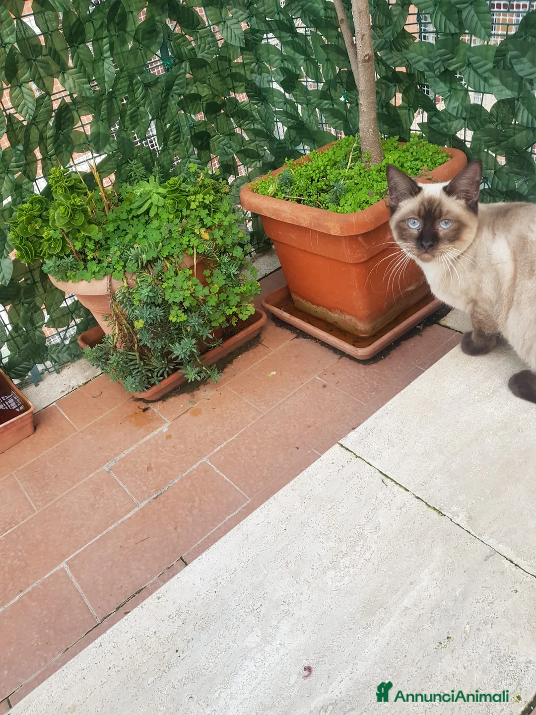 Siamese gatti in vendita: Siamese - Annuncio 3