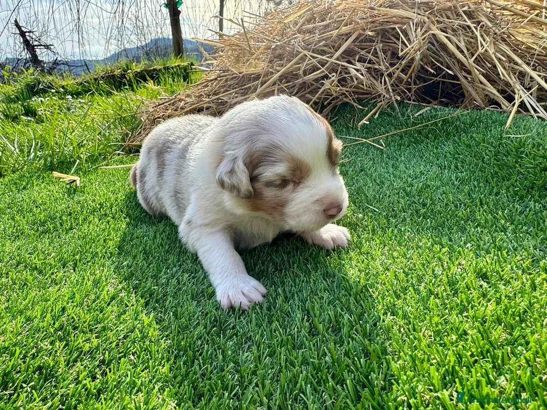 Australian Shepherd cani in vendita: Vendesi Cuccioli di Pastore Australiano  RED MERLE - Annuncio 15