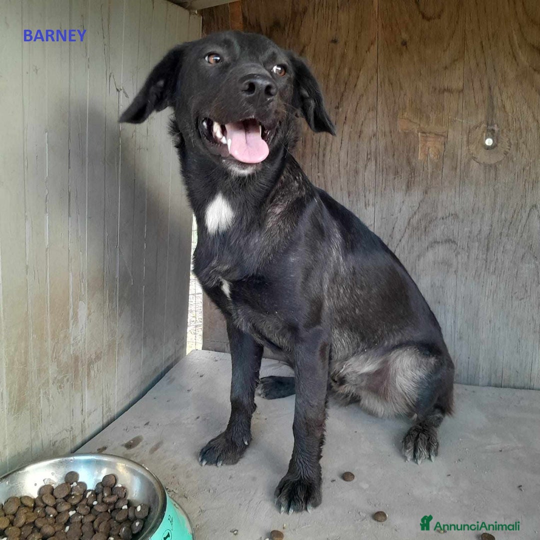 Meticcio cani in regalo: dolci fred e barney in regalo a Città metropolitana di Catania - Annuncio 3