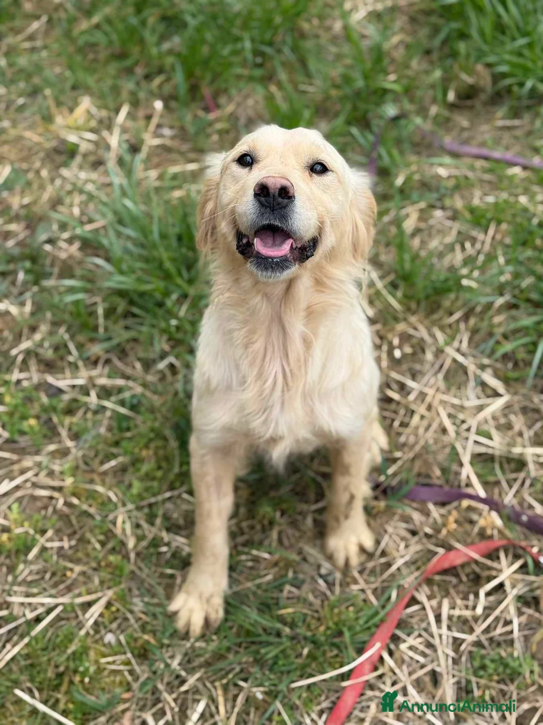 Golden Retriever cani in regalo: HONEY, mix GOLDEN RETRIEVER dolce come il miele! - Annuncio 4