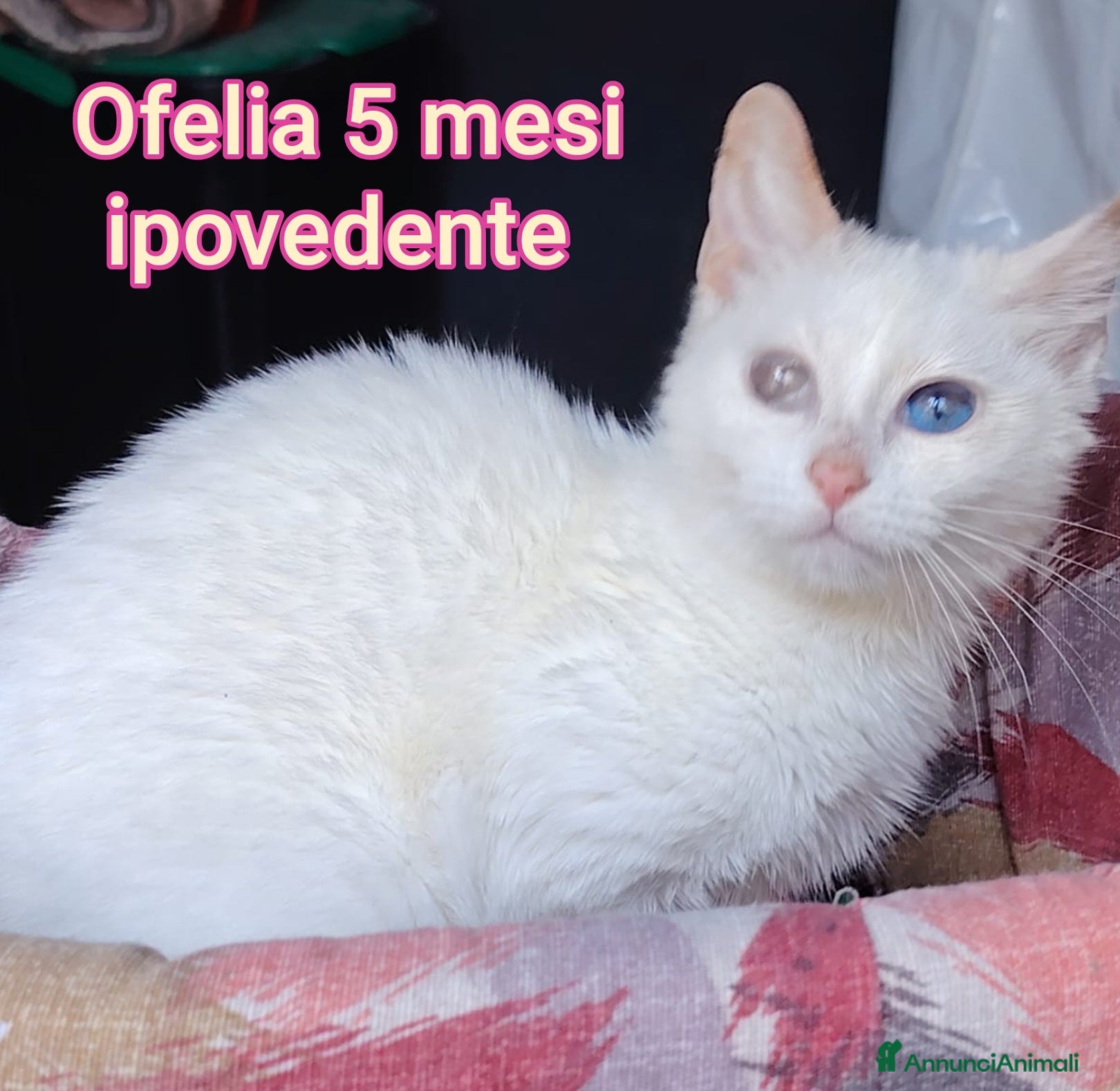 Altre razze gatti in regalo: GATTINI ABBANDONATI: EMERGENZA! - Annuncio 2