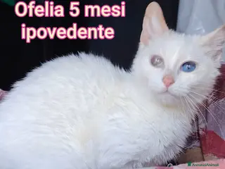 Altre razze gatti in regalo: GATTINI ABBANDONATI: EMERGENZA! - Annuncio 2