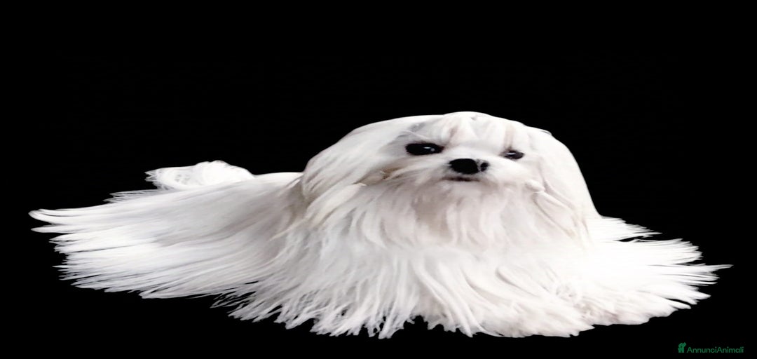 Immagine della galleria {{count}}