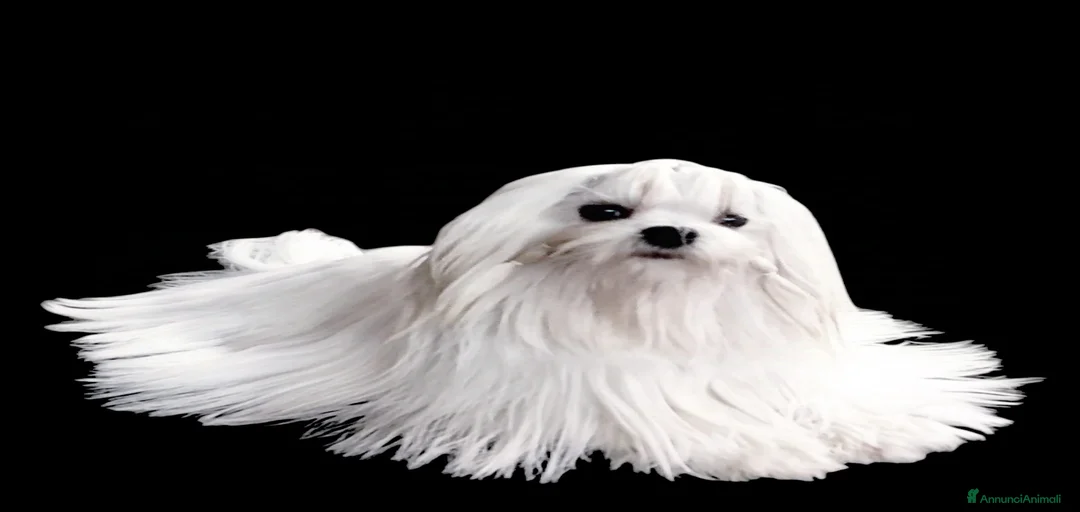 Immagine della galleria {{count}}