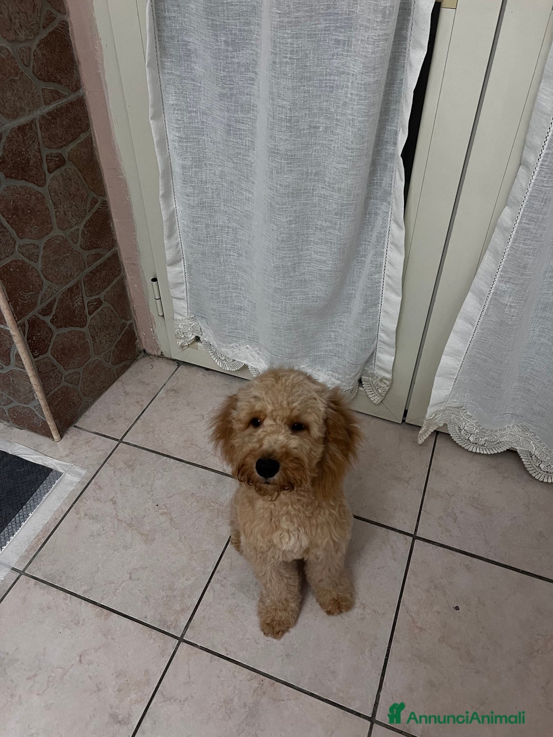 Barboncino cani in regalo: Barboncino - Annuncio 4