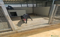 Meticcio cani in regalo: Carlo: 1 anno e mezzo, socievole, timido, dolce a Città Metropolitana di Genova - Immagine 28