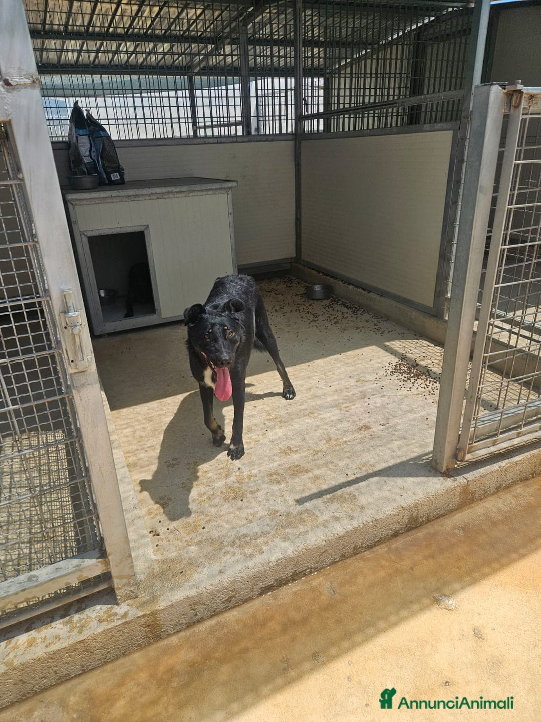 Meticcio cani in regalo: Carlo: 1 anno e mezzo, socievole, timido, dolce a Città Metropolitana di Genova - Immagine 28