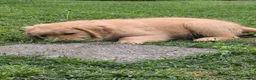 Golden Retriever cani in vendita: Golden retriever 90%linea americana pedigree ENCI  - Annuncio 8