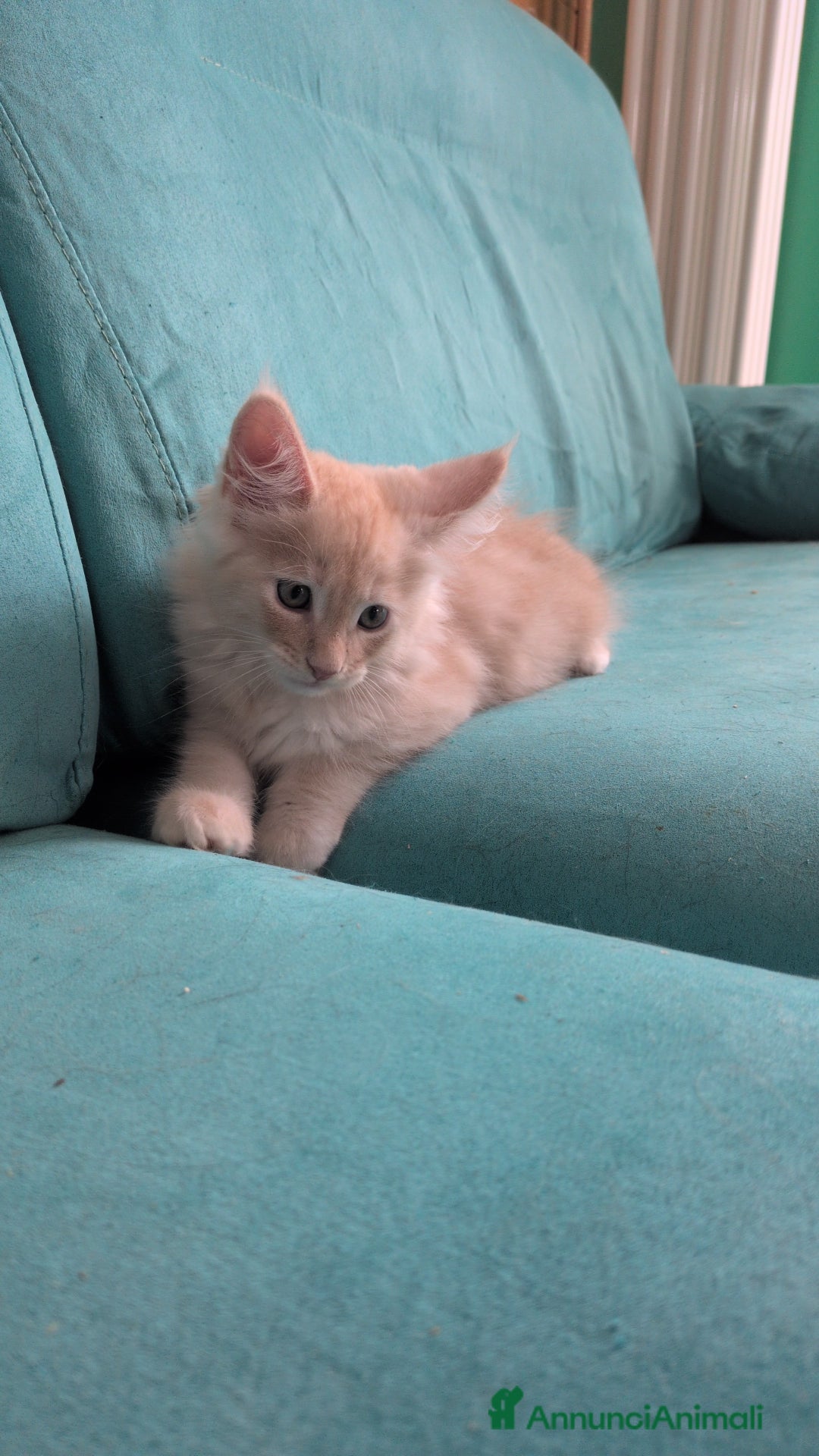 Maine Coon gatti in vendita:  Maine Coon pedigree ANFI senza limitazioni  - Annuncio 9