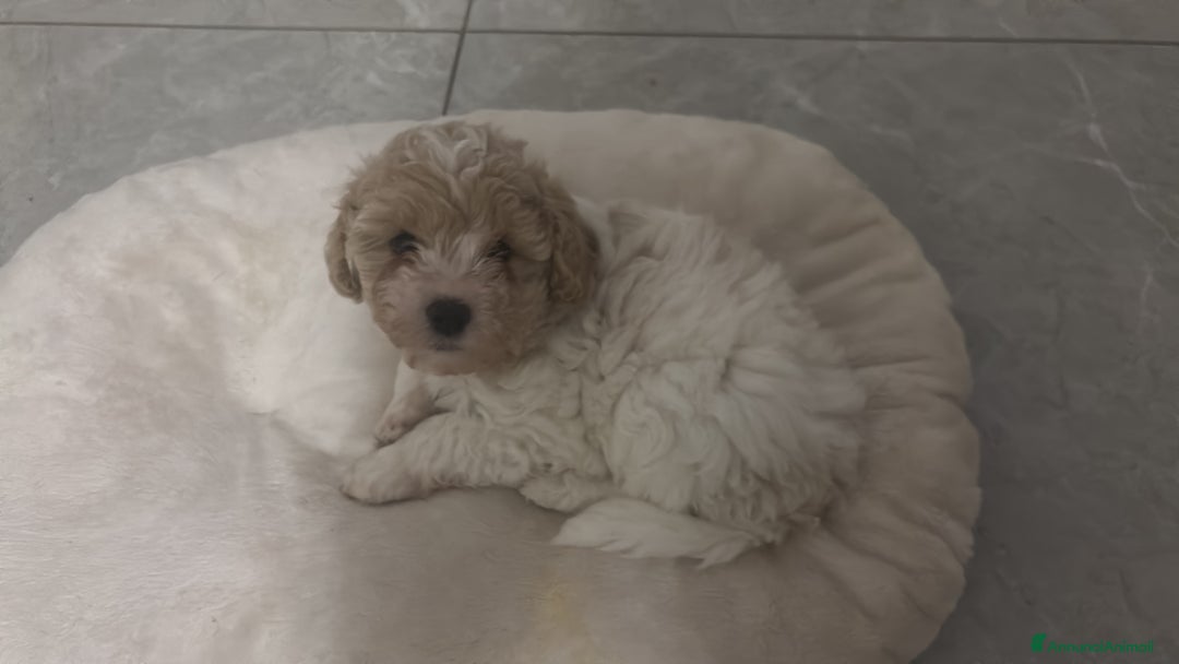 Barboncino cani in vendita: Barboncine - Annuncio 3