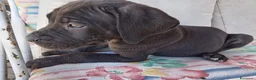 Cane Corso cani in vendita: Ultimi cuccioli di cane corso  a Libero consorzio comunale di Agrigento - Annuncio 6