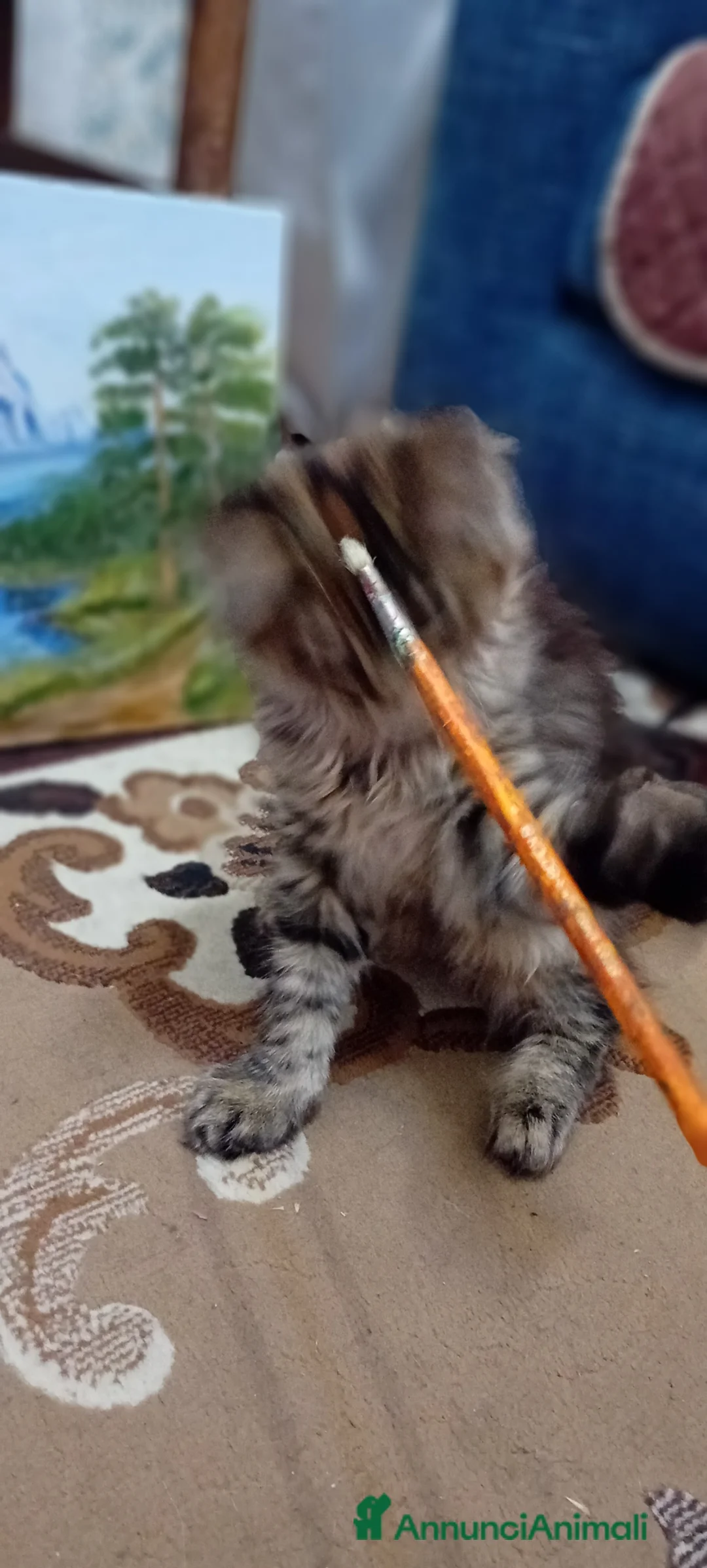 Maine Coon gatti in vendita: MAINE COON - Annuncio 2