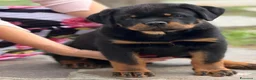 Rottweiler cani in vendita: Rottweiler linea serba pagamento rateale  - Annuncio 6