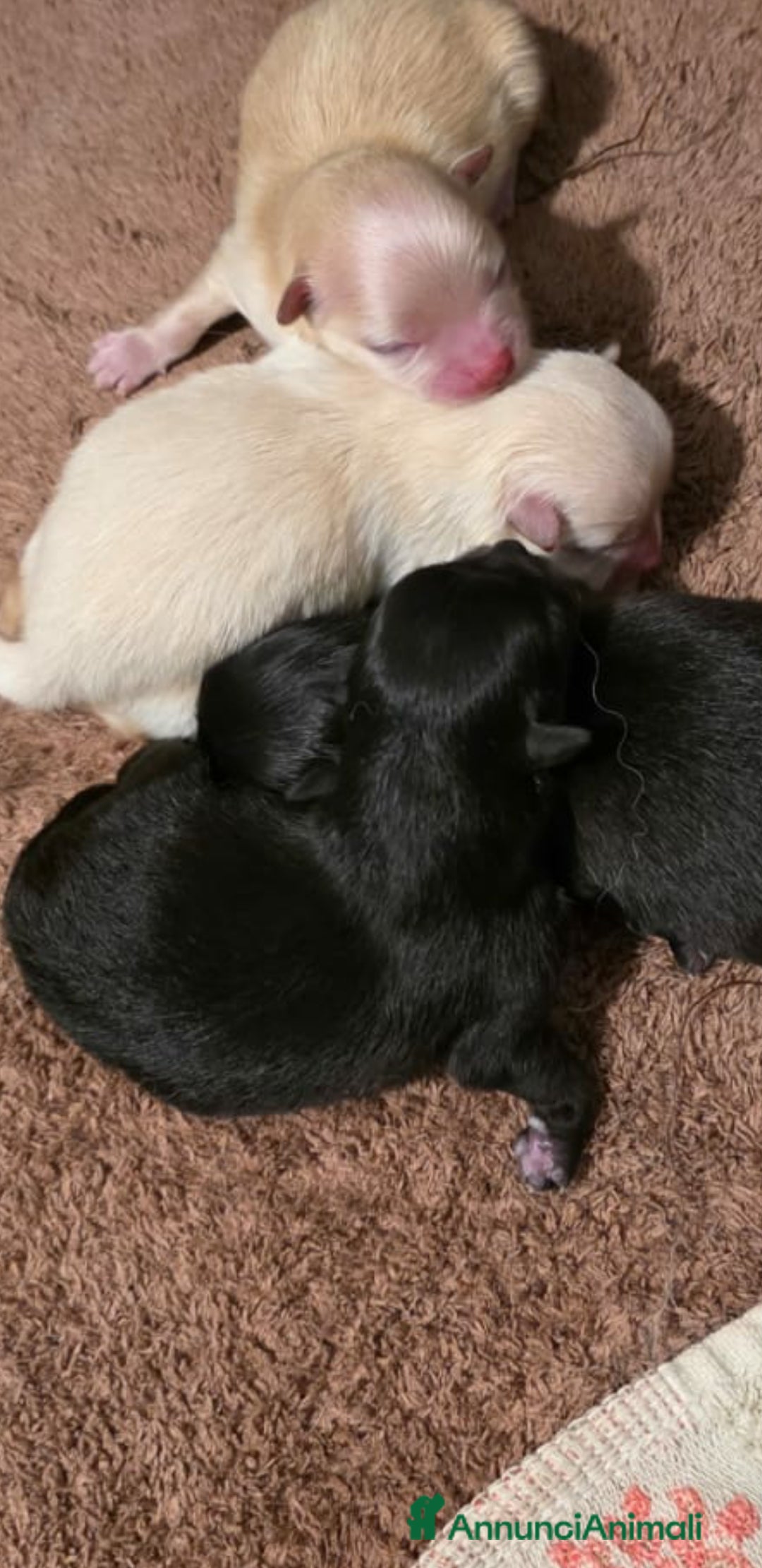 Volpino Pomerania cani in vendita: Pomerania nani  - Annuncio 4