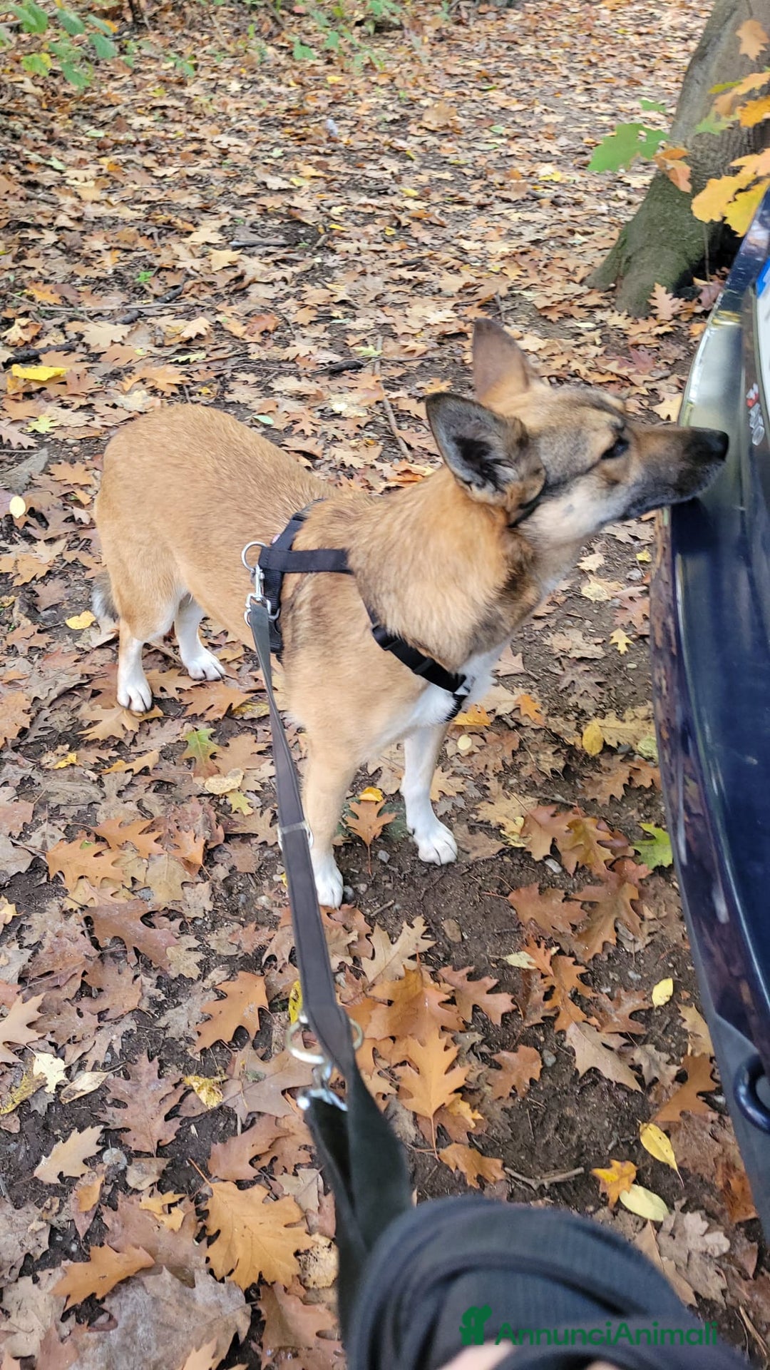 Meticcio cani in regalo: Splendida Lupetta ANAIS a Città metropolitana di Milano - Annuncio 5