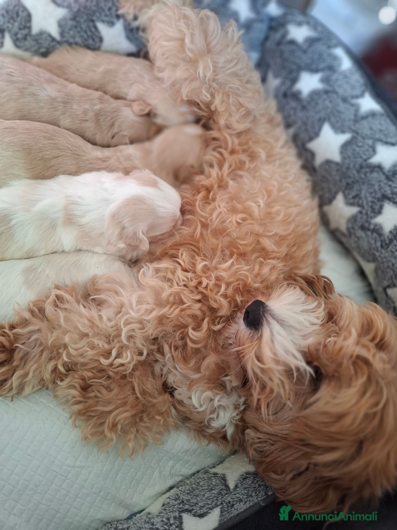 Maltipoo cani Vendo cuccioli di Maltipoo  - Annuncio 15