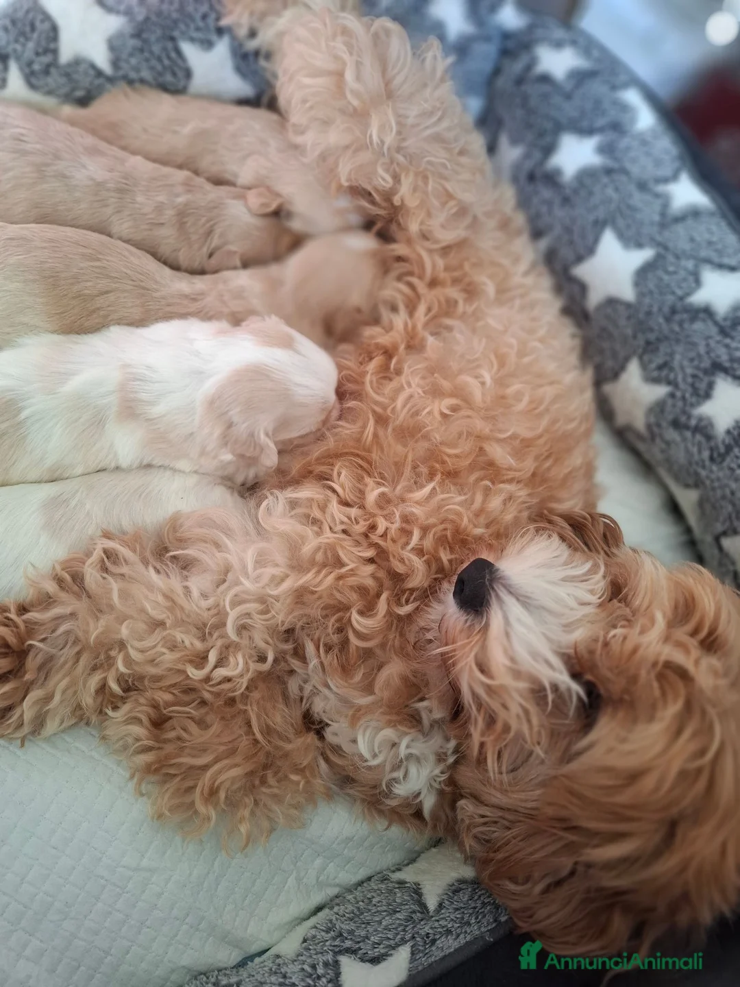 Maltipoo cani in vendita: Vendo cuccioli di Maltipoo  - Annuncio 1