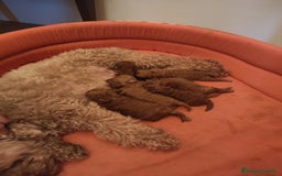 Barbone cani in vendita: Barboncini pedigree enci a Provincia di Treviso - Immagine 2