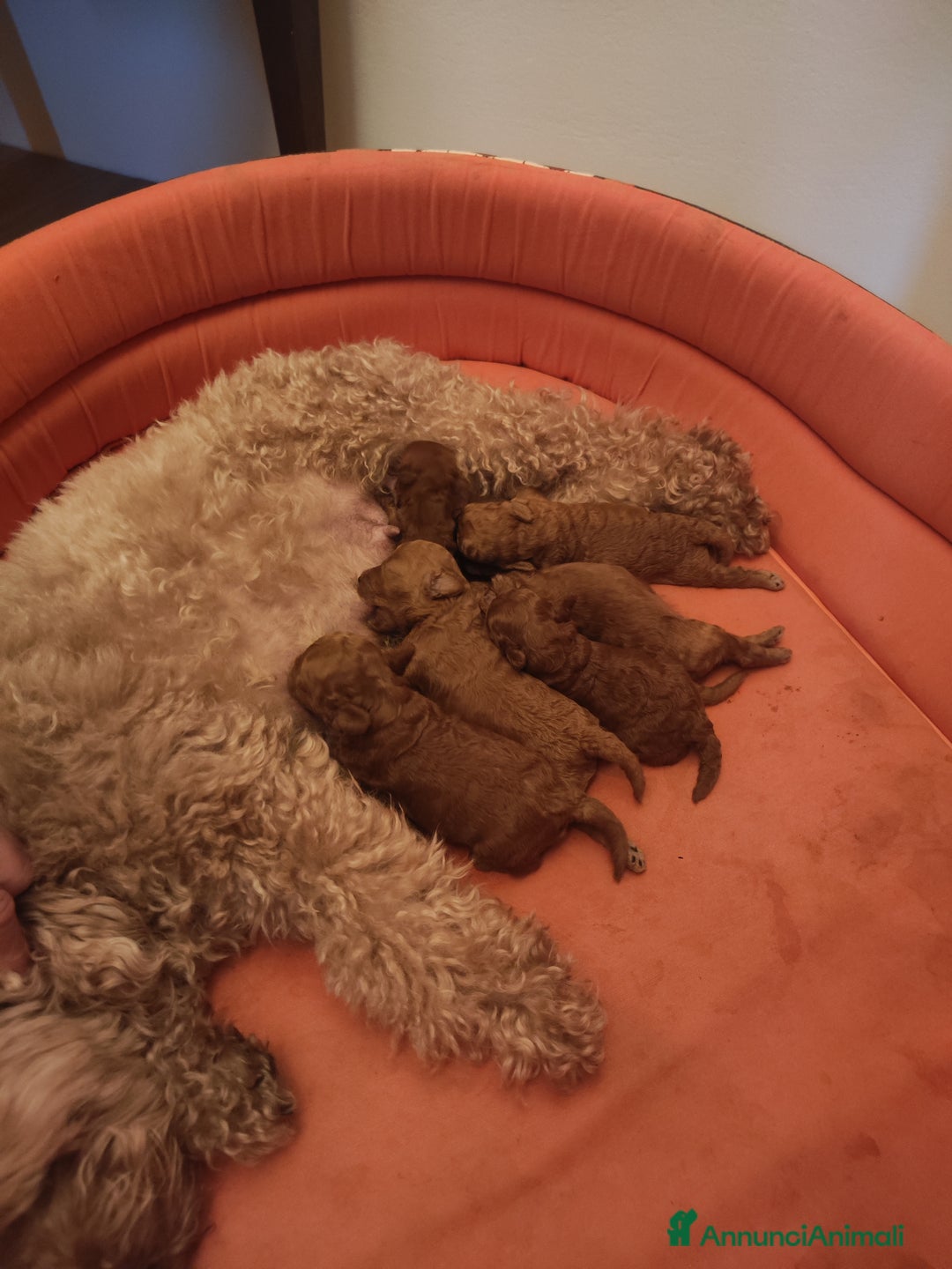 Barbone cani in vendita: Barboncini pedigree enci a Provincia di Treviso - Immagine 2