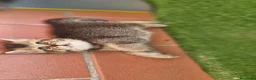 British gatti in vendita: British shorthair  - Annuncio 4