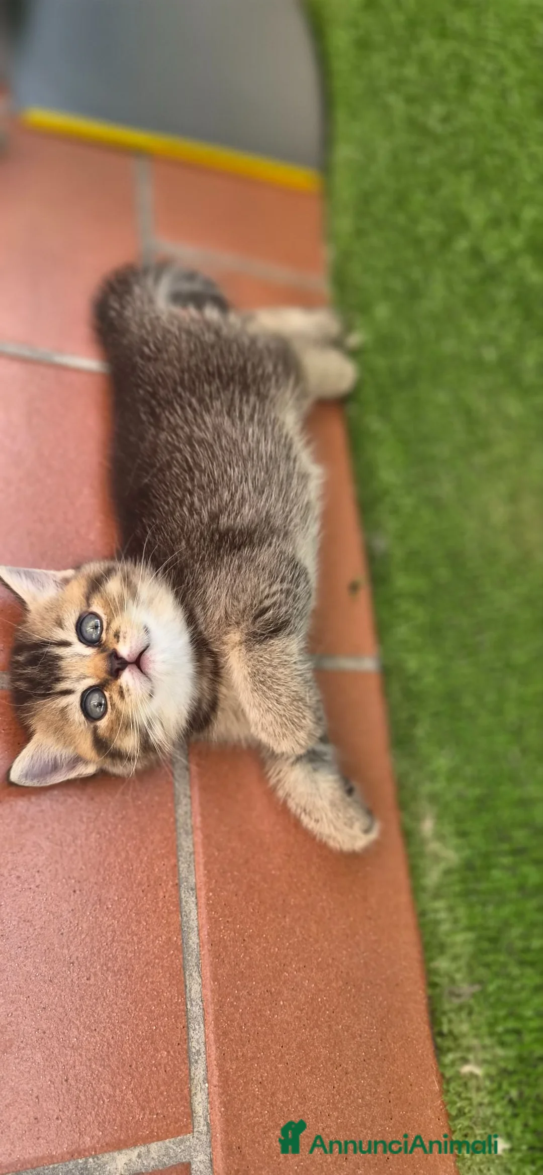British gatti in vendita: British shorthair  - Annuncio 4