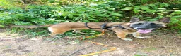 Meticcio cani in regalo: Kira, simil Malinois compagna di giochi ideale - Annuncio 7
