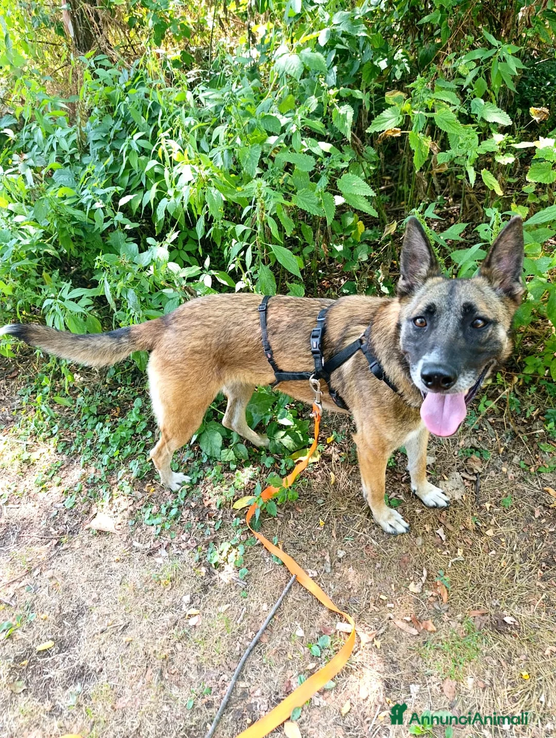 Meticcio cani in regalo: Kira, simil Malinois compagna di giochi ideale - Annuncio 7