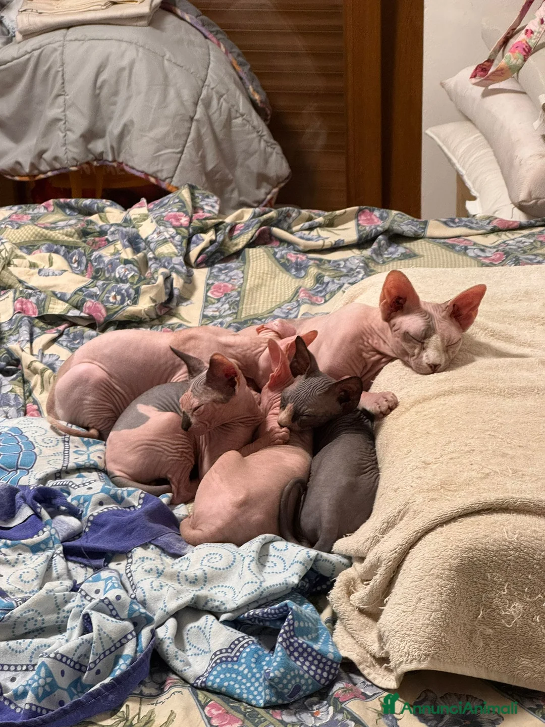 Sphynx gatti in vendita: Sphynx Elf Straight - Annuncio 3