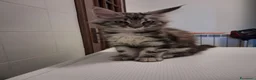 Maine Coon gatti in vendita: Cucciolo di Maine Coon  Blak silver  - Annuncio 3