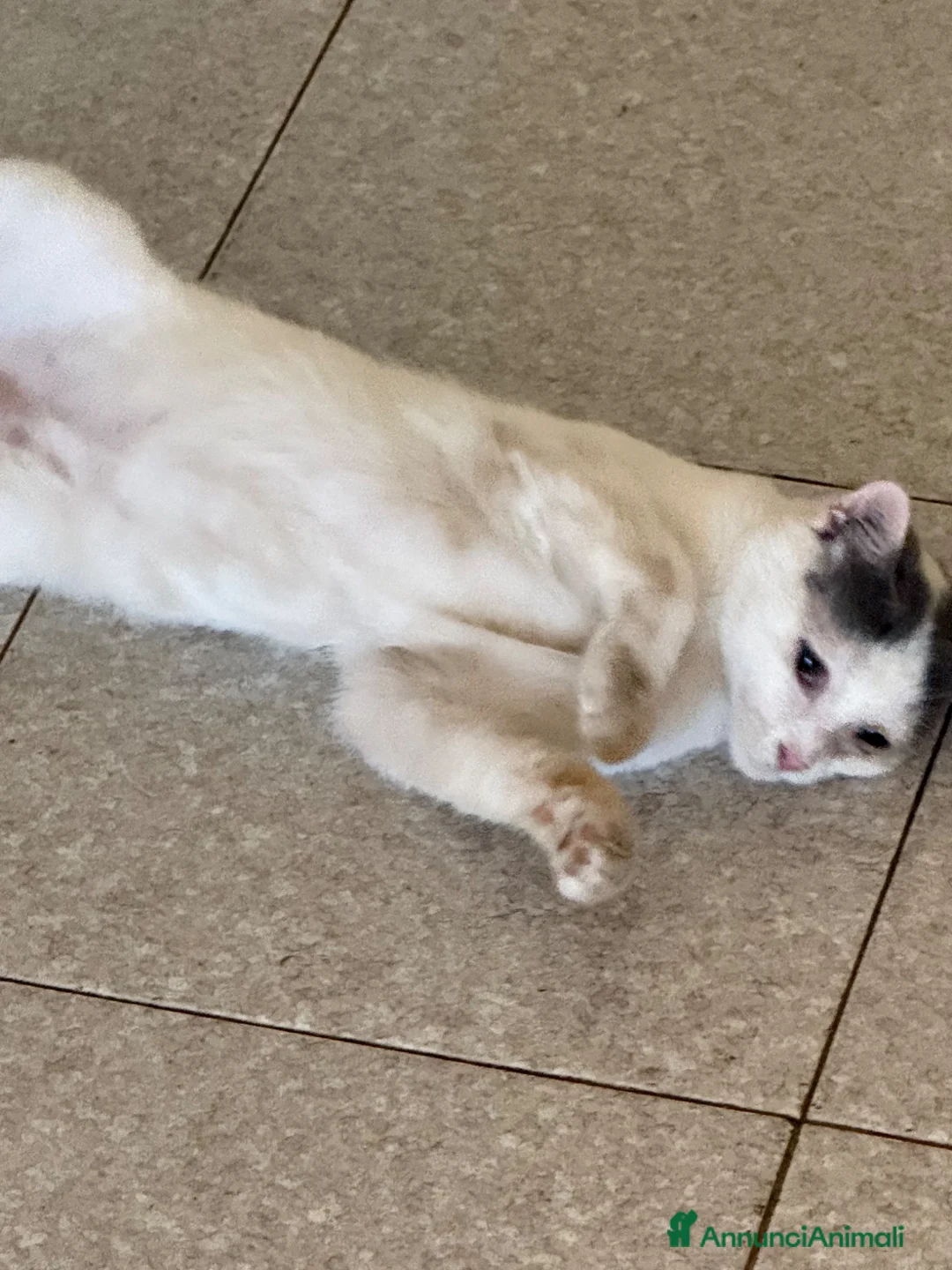 Meticcio gatti in regalo: Gattini a Provincia di Padova - Annuncio 4