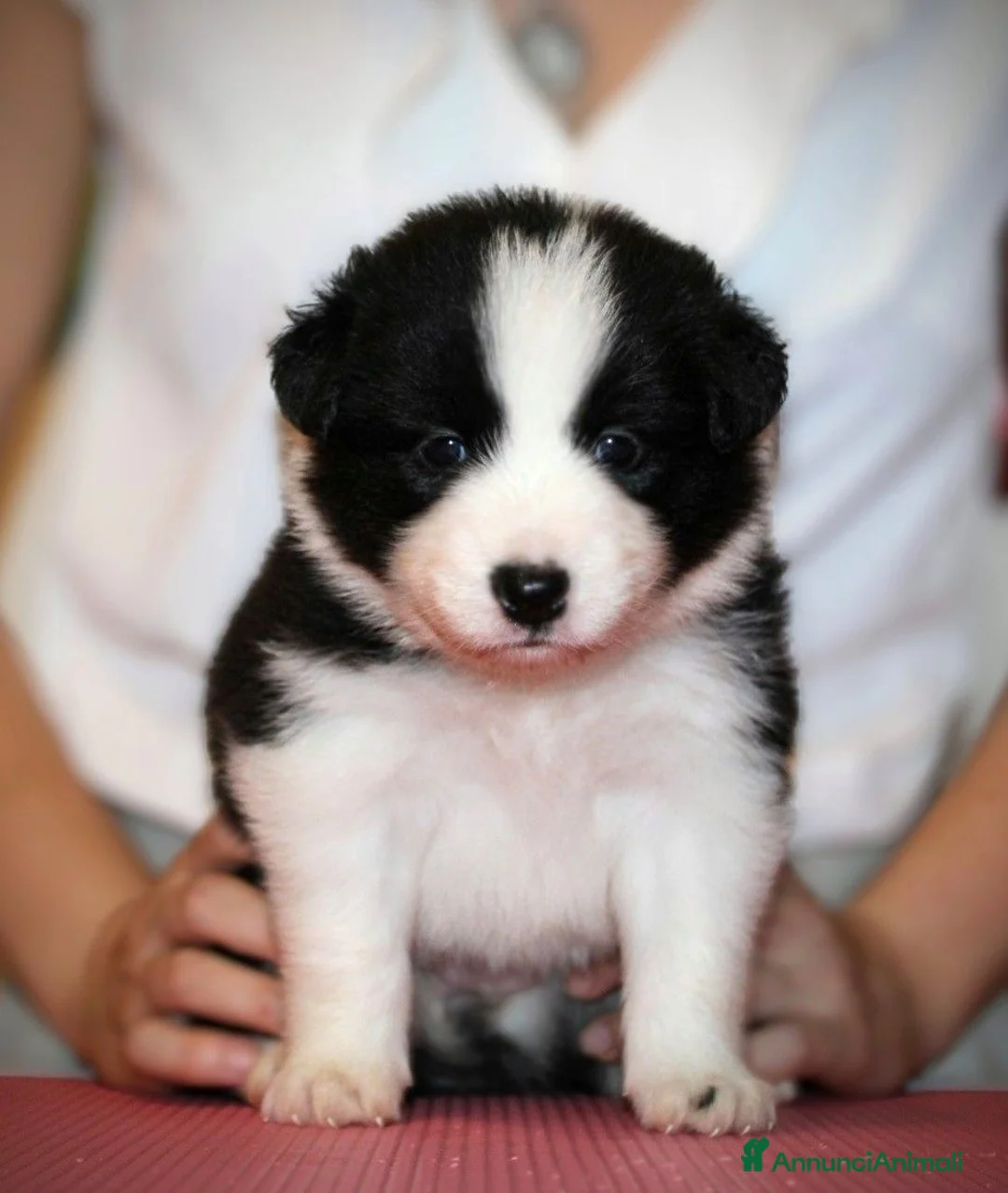 Border Collie cani in vendita: Cuccioli di Border collie  a Provincia di Padova - Annuncio 2