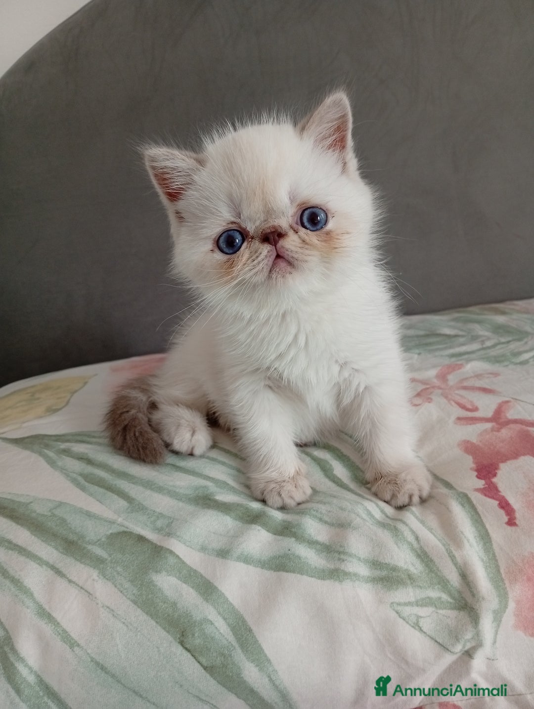 Exotic Shorthair gatti in vendita: Exotic Shorthair  - Annuncio 4