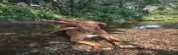 Pitbull cani in regalo: Zoro, splendido Pitbull Red Nose - Annuncio 5