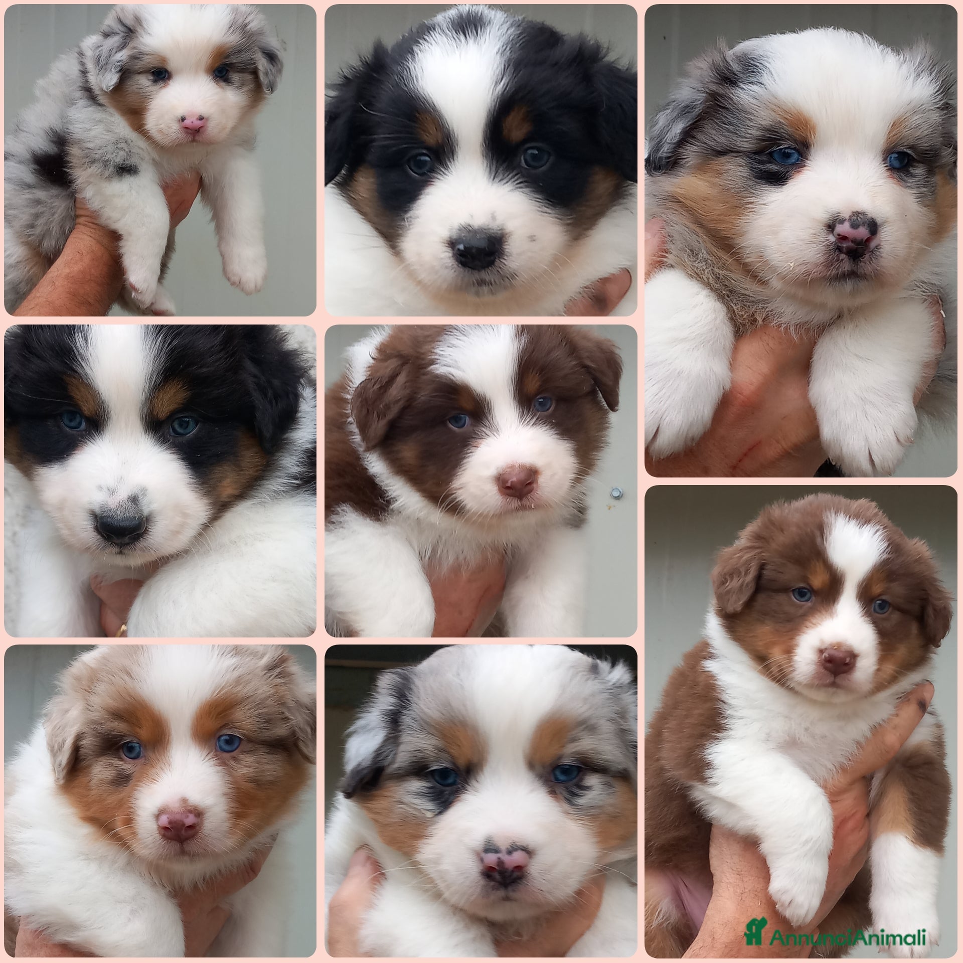 Australian Shepherd cani Cuccioli pastore australiano  - Annuncio 6