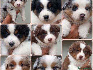 Australian Shepherd cani Cuccioli pastore australiano - Annuncio 9