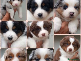 Australian Shepherd cani Cuccioli pastore australiano - Annuncio 9