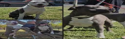 American Staffordshire cani in vendita: Amstaff blue cucciolo - Annuncio 1