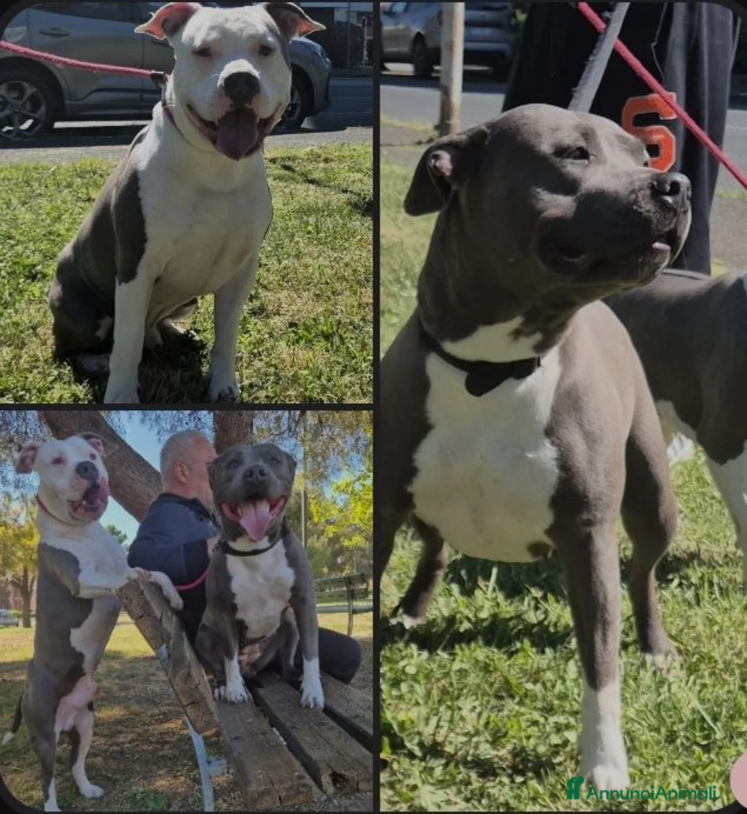 American Staffordshire cani in vendita: Amstaff blue cucciolo - Annuncio 1